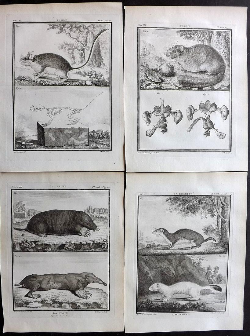 Buffon, Comte de C1770 Lot of 4 1st Ed Prints. Rodents: Copper Plates Published 1749-88 Imprimerie Royale, Paris for "Histoire naturelle, générale et particulière" First Edition by Georges-Louis Leclerc, Comte de Buffon. Paper Size: 10 x 8 inch (26 x 20