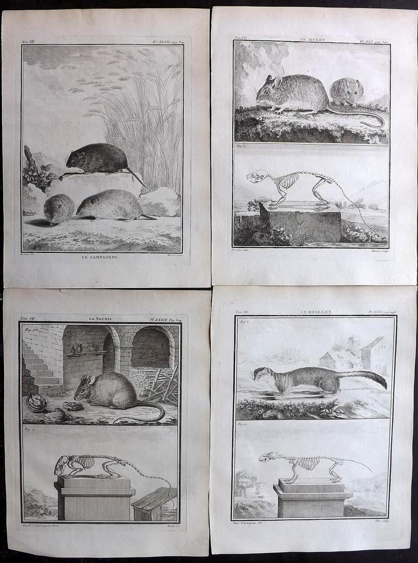 Buffon, Comte de C1770 Lot of 4 1st Ed Prints. Rodents: Copper Plates Published 1749-88 Imprimerie Royale, Paris for "Histoire naturelle, générale et particulière" First Edition by Georges-Louis Leclerc, Comte de Buffon. Paper Size: 10 x 8 inch (26 x 20