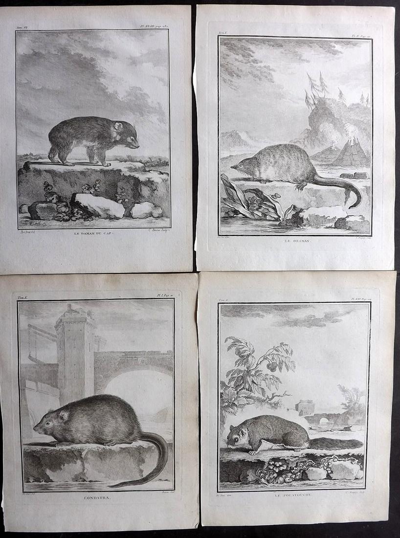 Buffon, Comte de C1770 Lot of 4 1st Ed Prints. Rodents: Copper Plates Published 1749-88 Imprimerie Royale, Paris for "Histoire naturelle, générale et particulière" First Edition by Georges-Louis Leclerc, Comte de Buffon. Paper Size: 10 x 8 inch (26 x 20