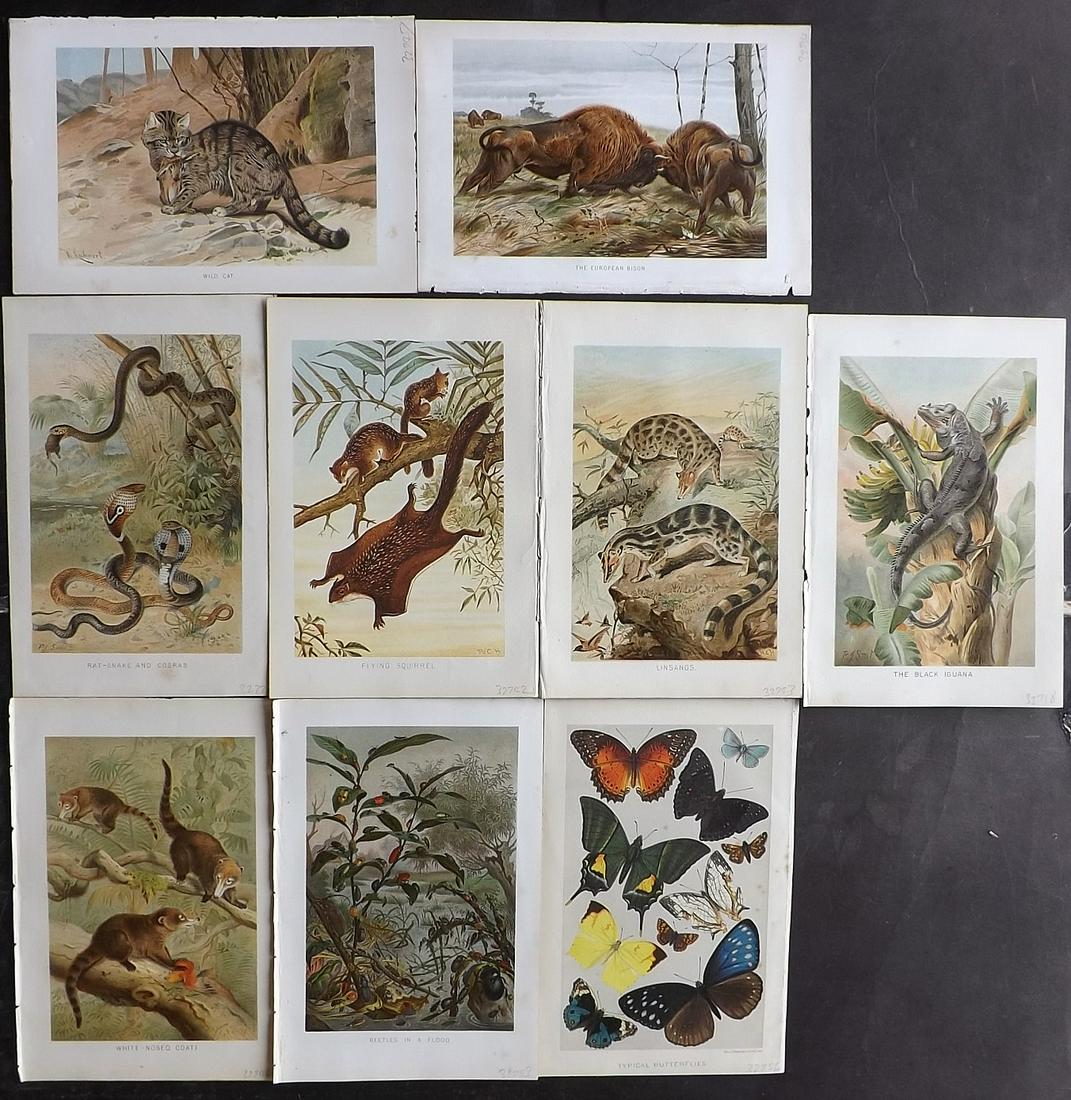 Lydekker, Richard 1895 Lot of 9 Natural History Prints: Chromolithographs Published 1894-95, London for "The Royal Natural History" by Richard Lydekker. Illustrated by Smit, Keulemans, Wolf and others. Paper Size: 10 x 6.5 inch (25 x 16.5cm) Good Condition