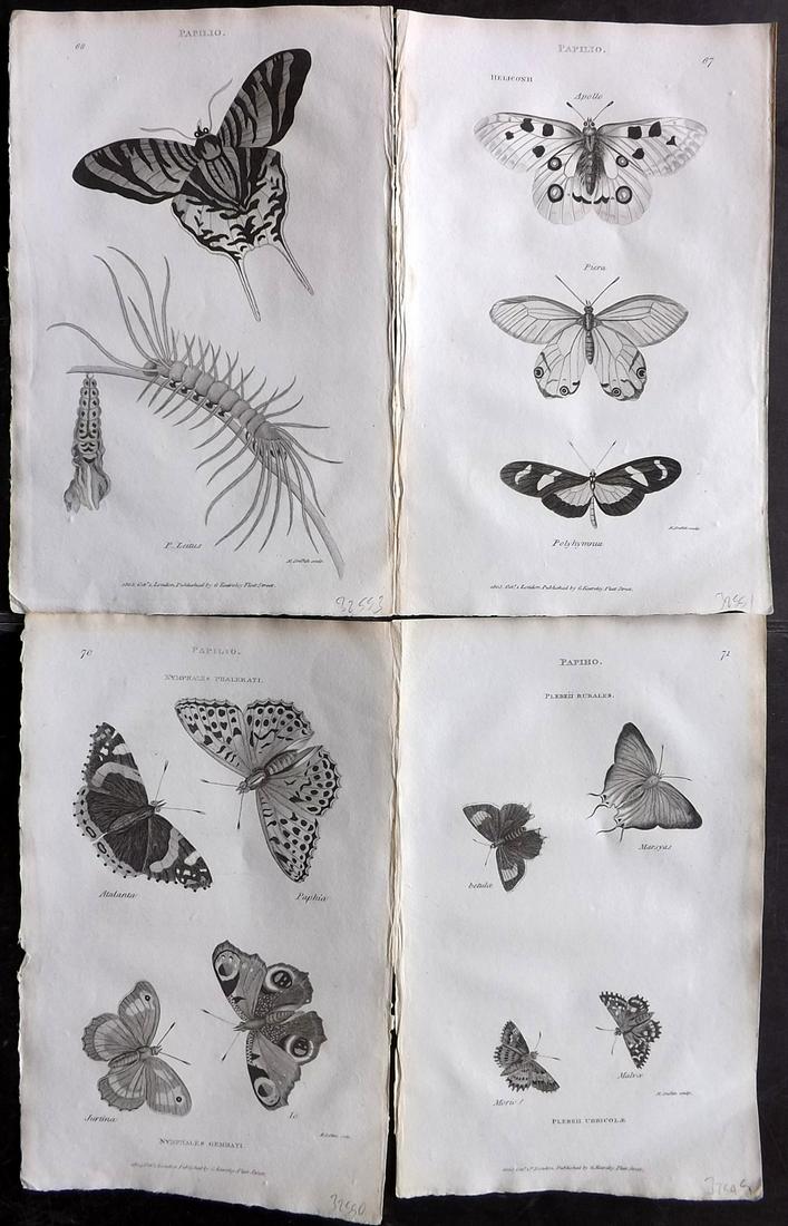 Shaw, George C1800s Lot of 4 Prints. Butterflies: Copper Plates Published 1800-26 by G.Kearsley, London for "General Zoology or Systematic Natural History" by George Shaw. Paper Size: 8.5 x 5.5 inch (24 x 16.5cm) Good Condition