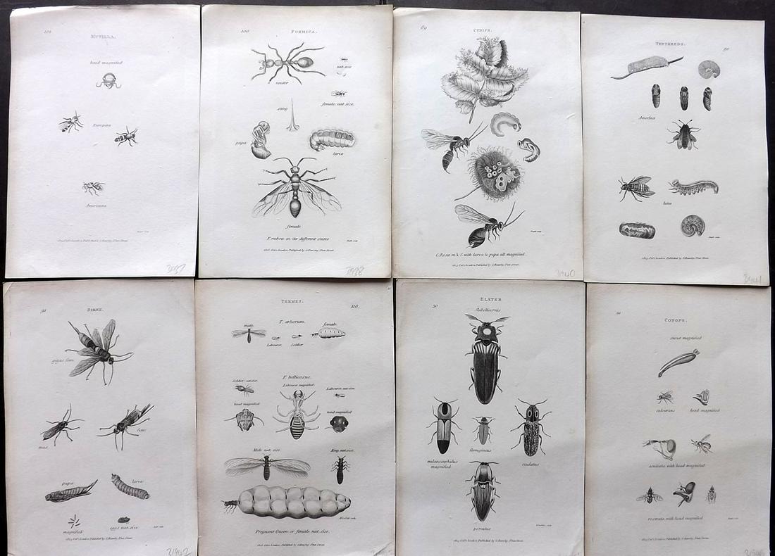 Shaw, George C1800s Lot of 8 Prints. Insects: Copper Plates Published 1800-26 by G.Kearsley, London for "General Zoology or Systematic Natural History" by George Shaw. Paper Size: 8.5 x 5.5 inch (24 x 16.5cm) Good Condition overall