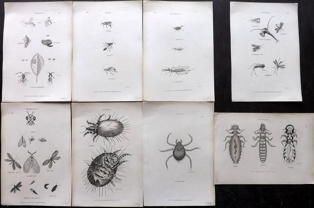 Shaw, George C1800s Lot of 8 Prints. Insects: Copper Plates Published 1800-26 by G.Kearsley, London for "General Zoology or Systematic Natural History" by George Shaw. Paper Size: 8.5 x 5.5 inch (24 x 16.5cm) Good Condition overall