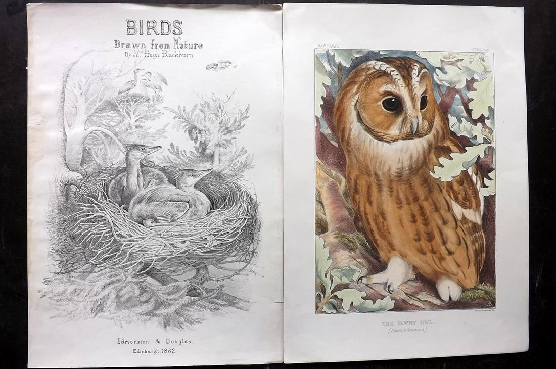Blackburn, Jemima 1862 Hand Col Bird Print. Tawny Owl (1 of 2)