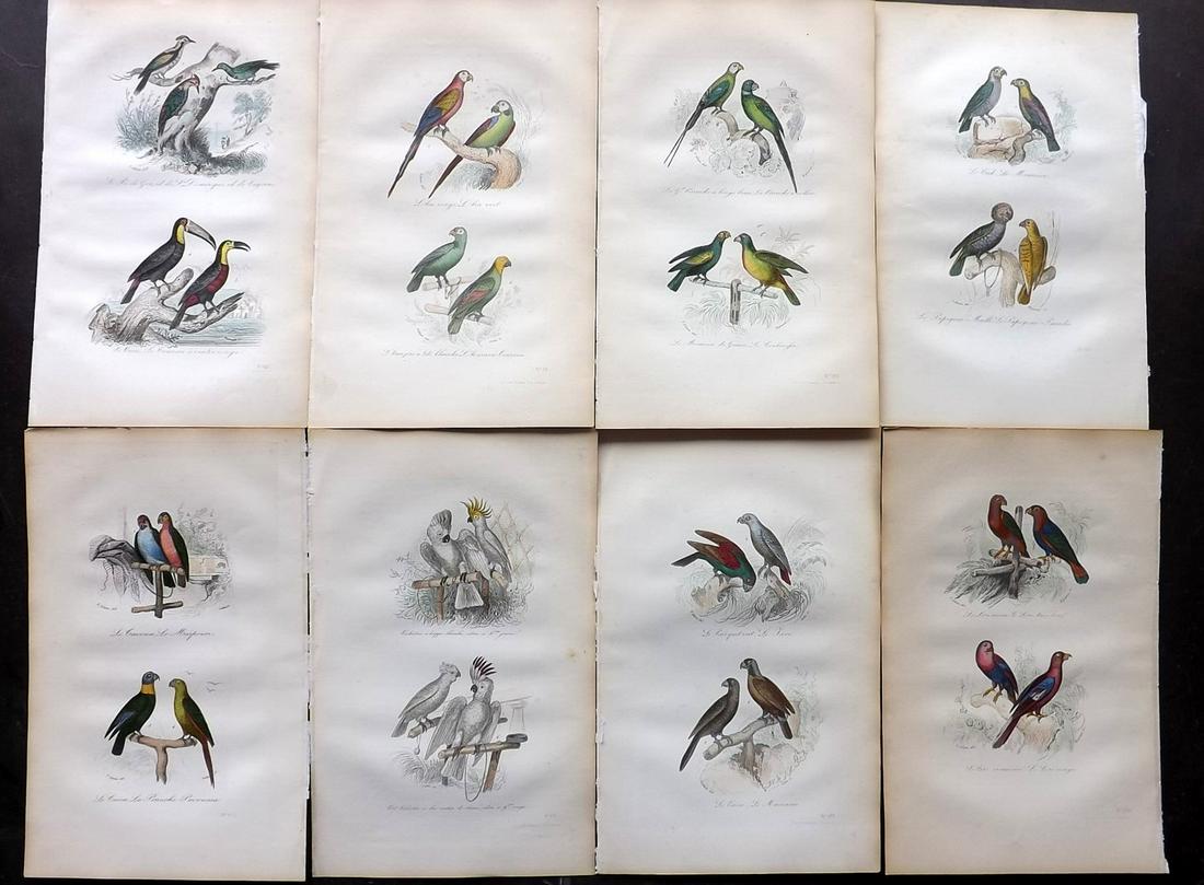 Buffon & Cuvier C1850 Lot of 8 HC Bird Prints. Parrots (1 of 2)