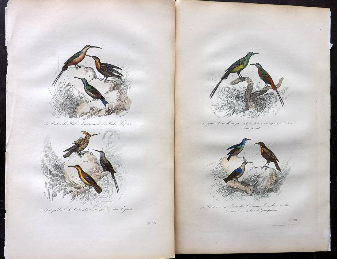 Buffon & Cuvier C1850 Pair of HC Prints. Hummingbirds (1 of 2)