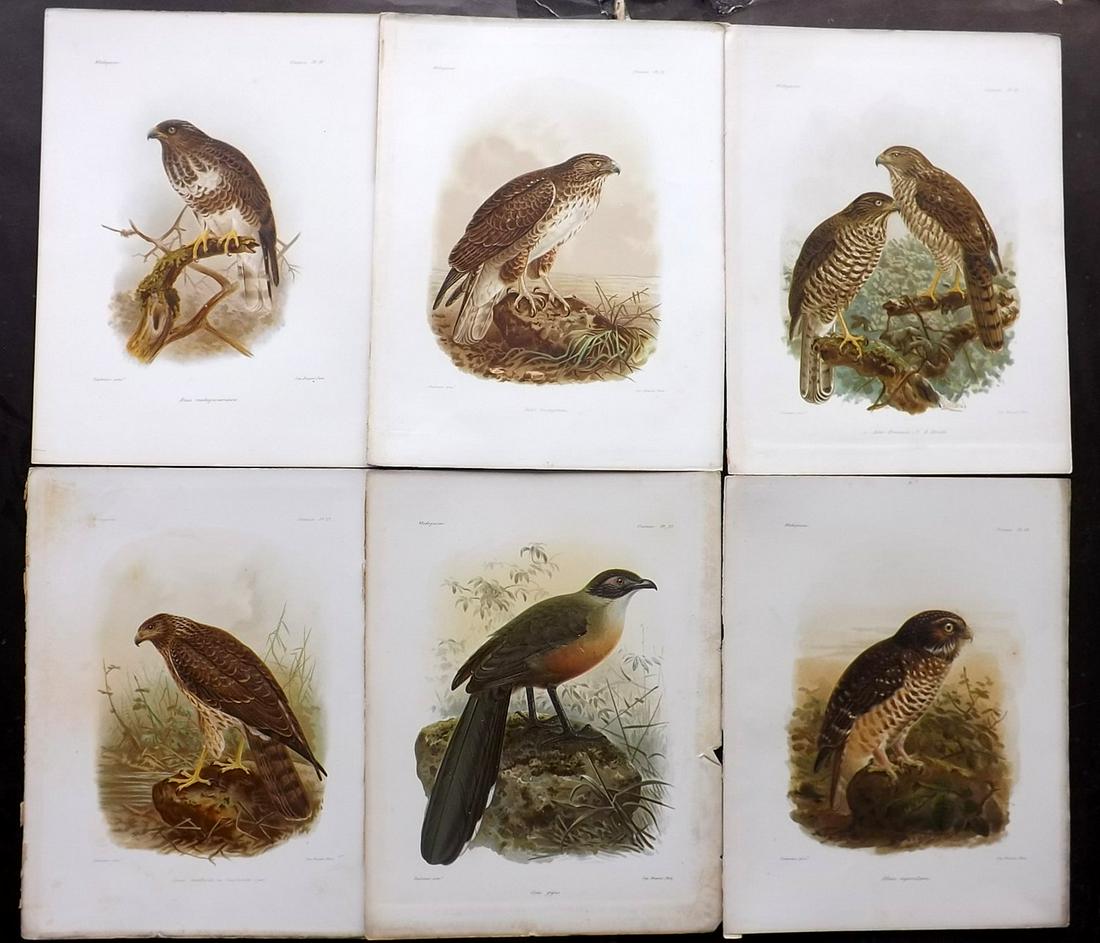 Keulemans Madagascar 1885 Lot of 6 Bird Prints (1 of 2)