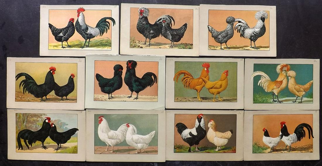 Kramer, Rudolf 1926 Lot of 11 Poultry Prints: Chromolithographs Published 1926, Wurzburg for "Kramers Taschenbuch der Rassegeflügelzucht" by Rudolf Kramer. Descriptive German text to verso. Paper Size: 7.5 x 5 inch (19 x 13cm) Good Condition