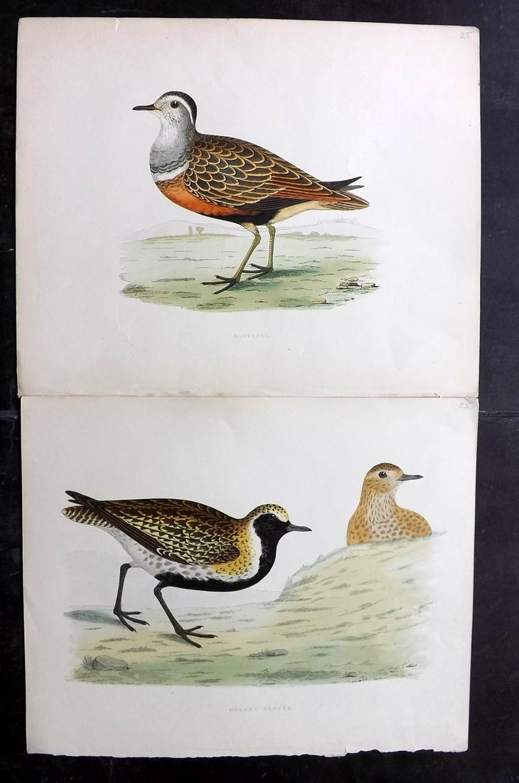 Morris, Beverley 1855 Pair of Large HCol Bird Prints (1 of 2)