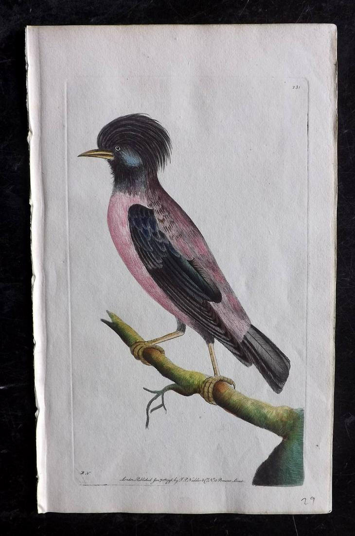 Shaw & Nodder C1800 HC Bird Print. Rose Coloured Ouzel: Plate 231. Hand Colored Copper Plate Published 1789-1813, London for "The Naturalist's Miscellany: or Coloured Figures of Natural Objects" by George Shaw and Frederick Nodder. With accompanying descri