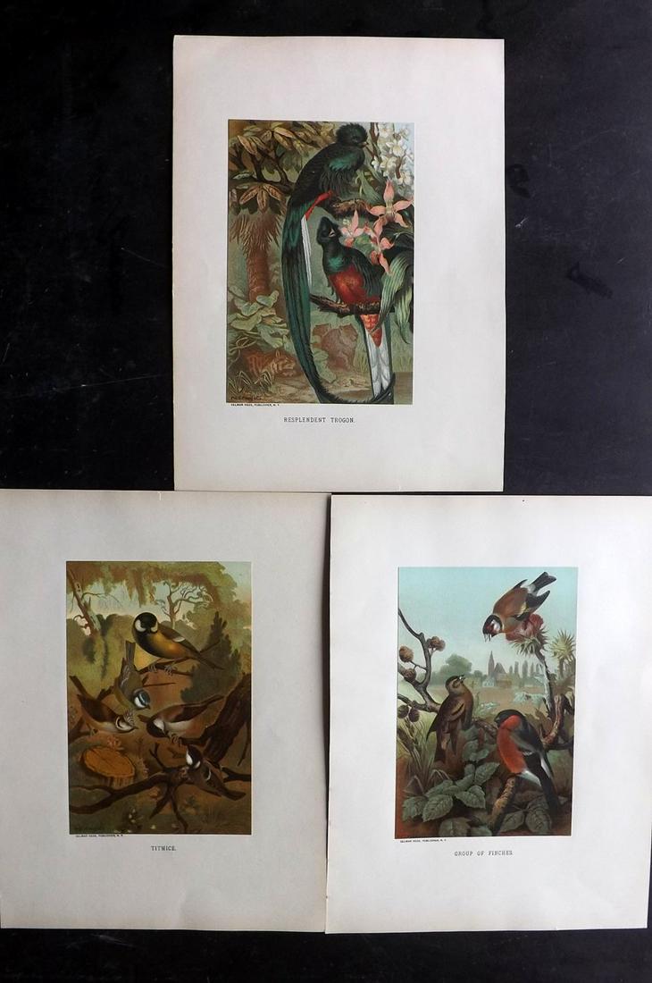 Wood & Prang 1898 Lot of 3 Antique Bird Prints (1 of 2)