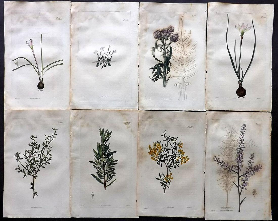 Curtis, William 1825 Lot of 8 HCol Botanical Prints (1 of 2)