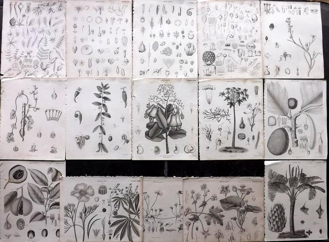 Encyclopedia Britannica 1823 Lot of 15 Botanical Prints (1 of 2)
