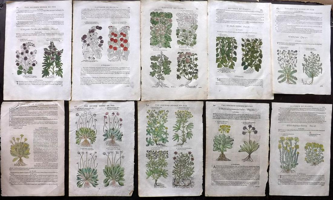 Gerard, John 1633 Lot 10 Sheets Containing HC Woodcuts (1 of 2)