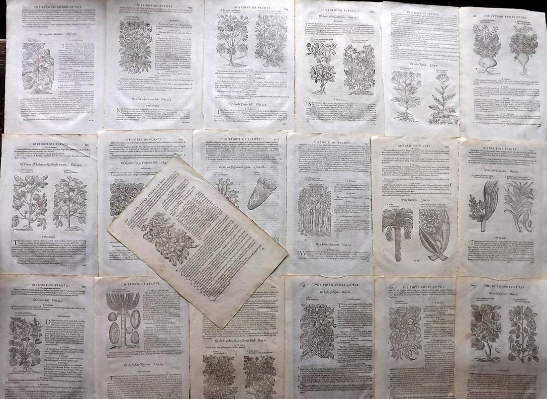 Gerard, John 1633 Lot of 19 Sheets Containing Woodcuts (1 of 2)