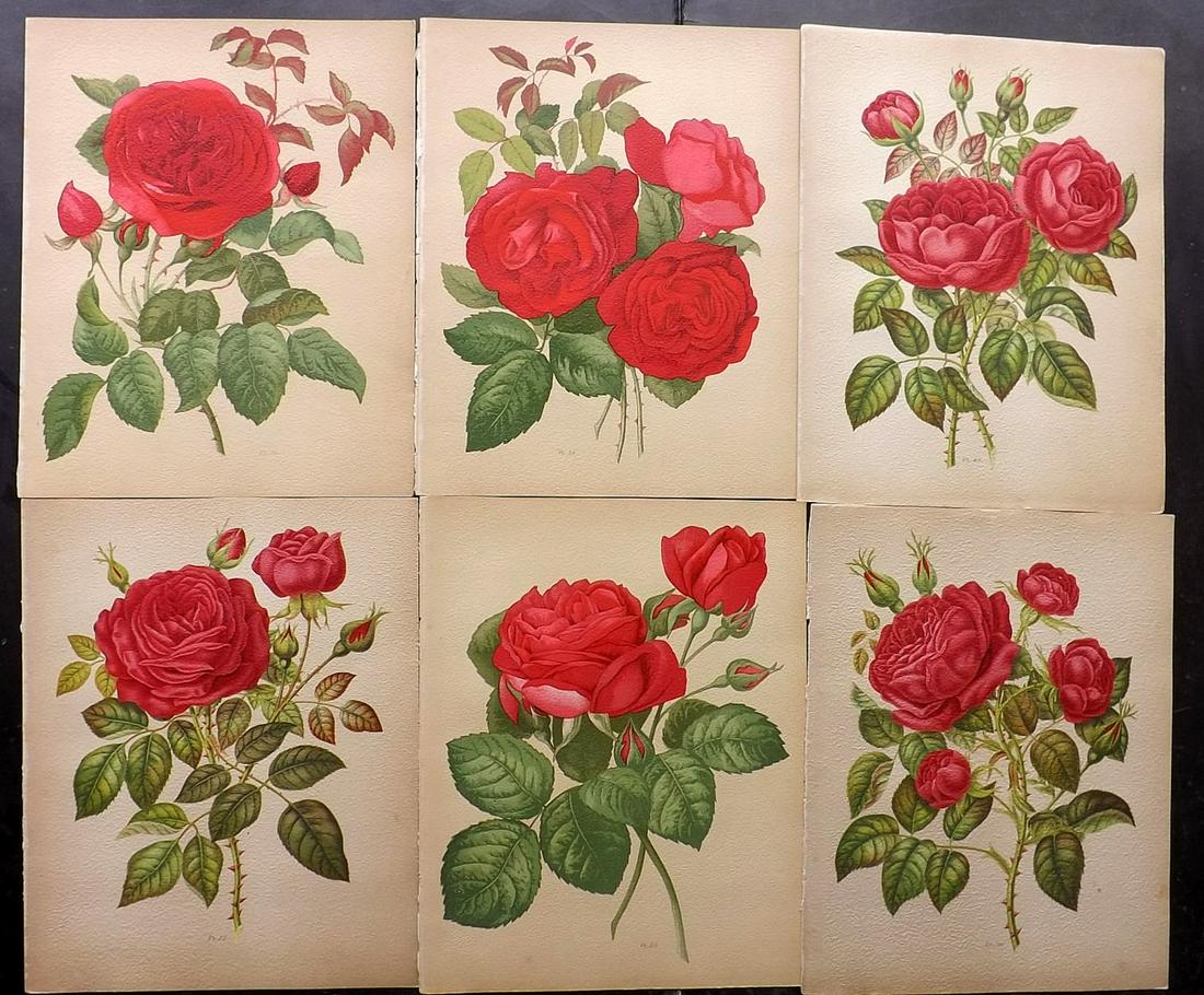 Hariot, Paul 1903 Lot of 6 Botanical Prints of Roses (1 of 2)