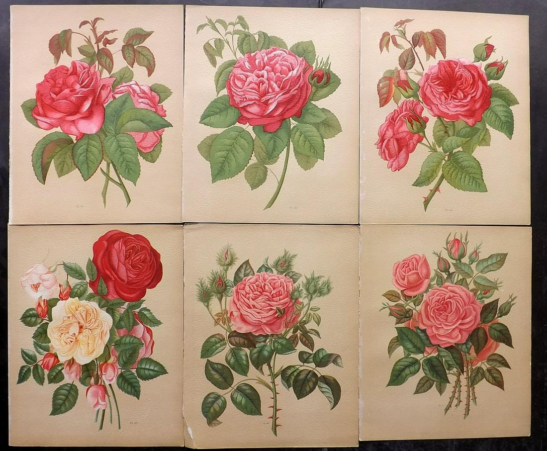 Hariot, Paul 1903 Lot of 6 Botanical Prints of Roses (1 of 2)