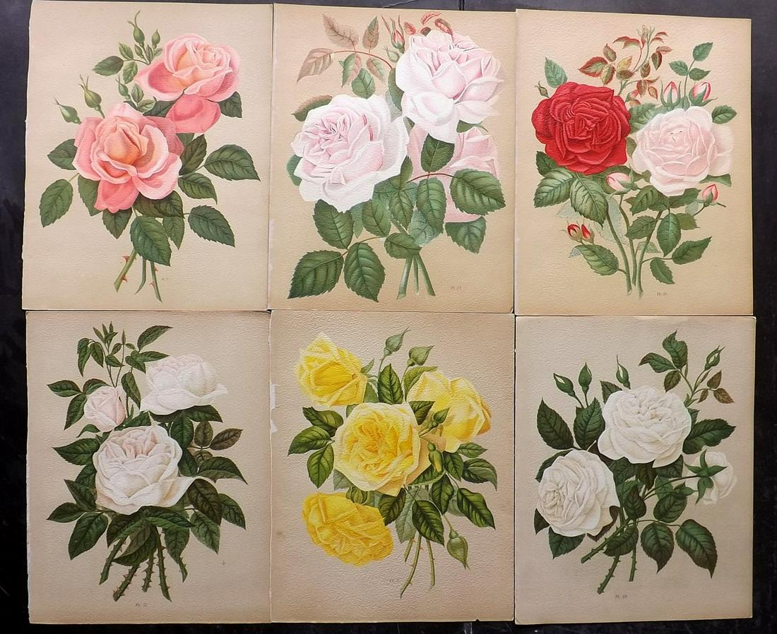 Hariot, Paul 1903 Lot of 6 Botanical Prints of Roses (1 of 2)