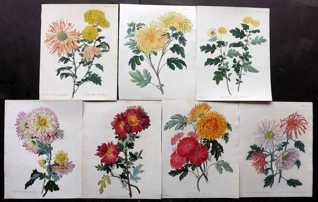 Hooker, William 1822 Lot of 7 HC Prints. Chrysanthemums (1 of 2)