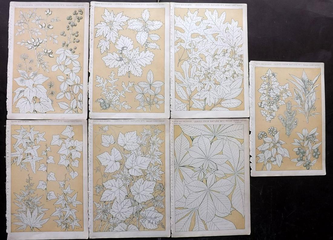 Jones, Owen 1868 Lot of 7 Folio Botanical Prints: Chromolithographs Published 1868, London for "The Grammar of Ornament" by Owen Jones. Paper Size: 13 x 9 inch (33 x 23cm) Good Condition