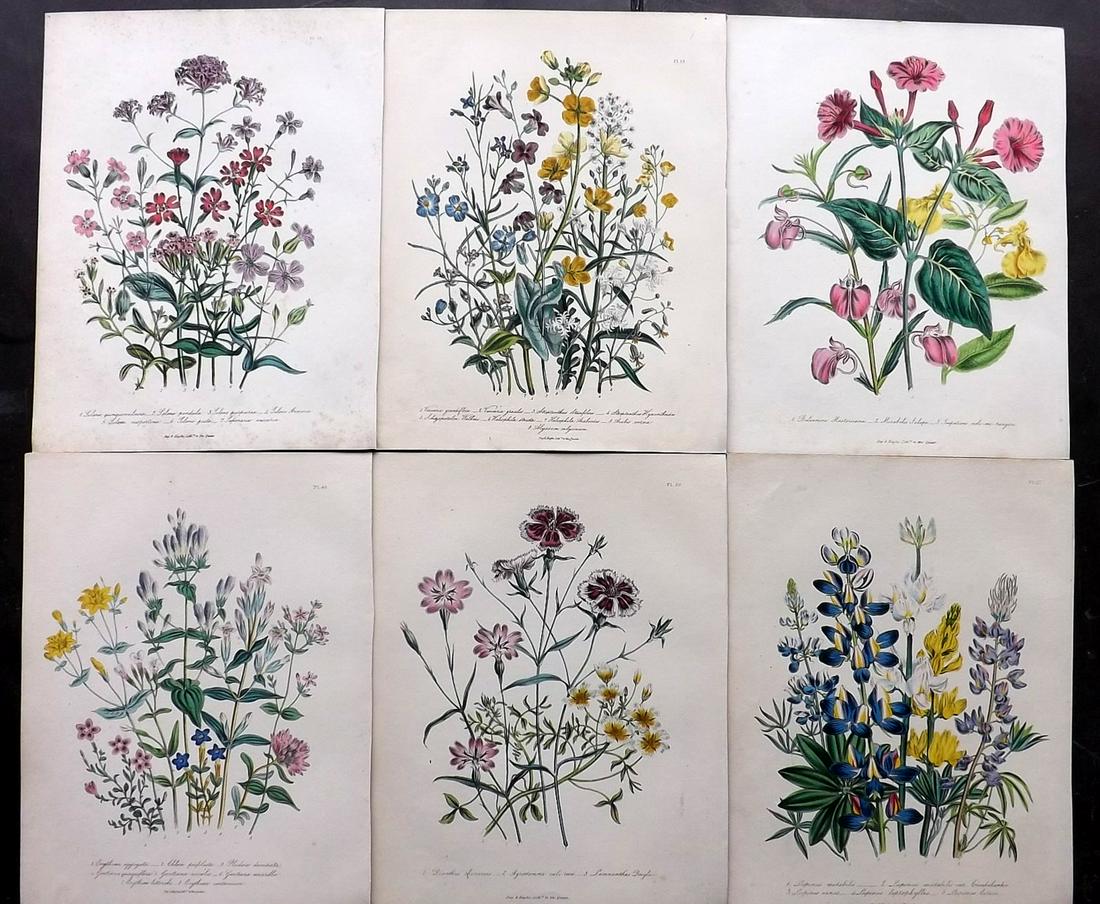 Loudon, Jane 1840 Lot of 6 Hand Col Botanical Prints (1 of 2)