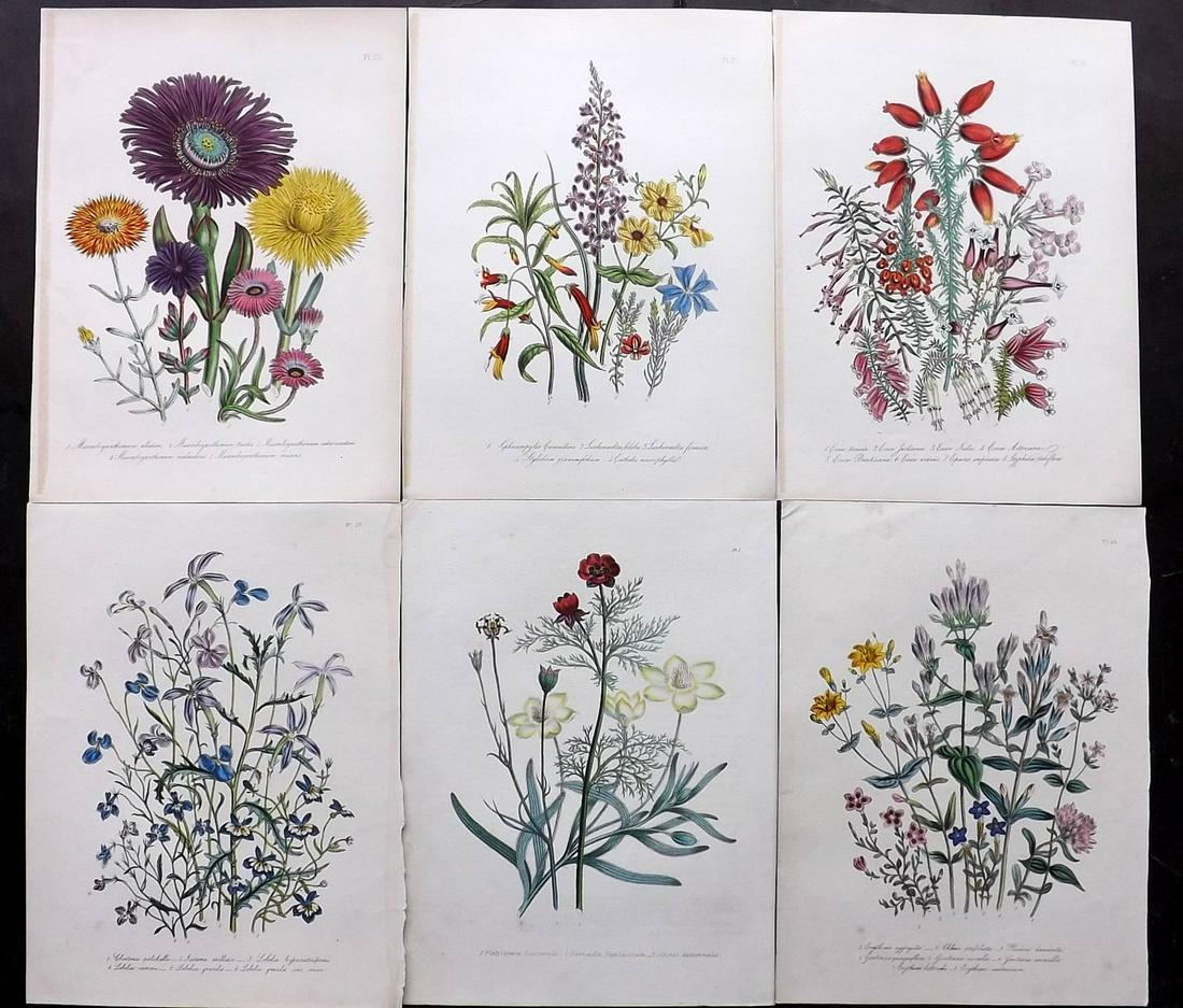 Loudon, Jane 1849 Lot of 6 Hand Col Botanical Prints (1 of 2)