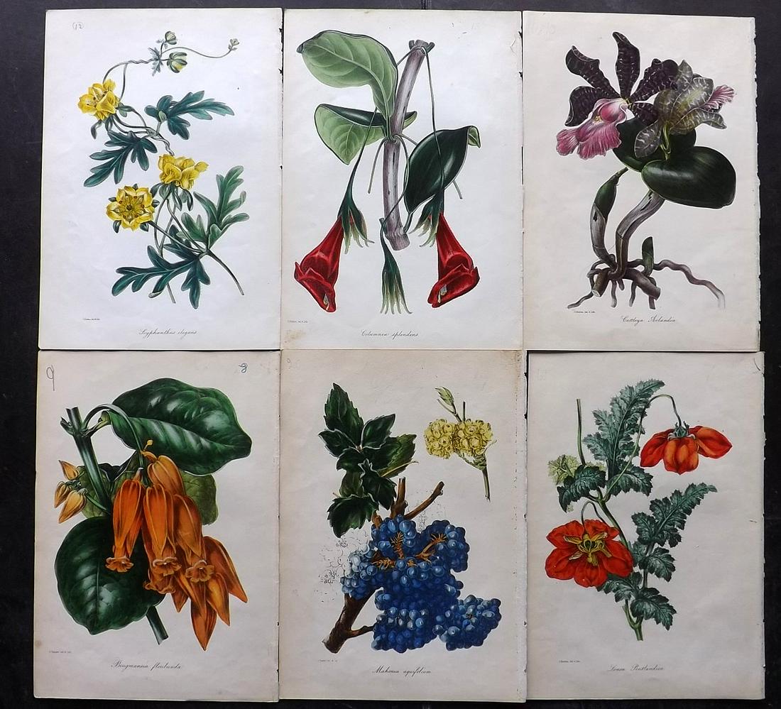 Paxton, Joseph C1840 Lot of 6 Hand Col Botanical Prints (1 of 2)