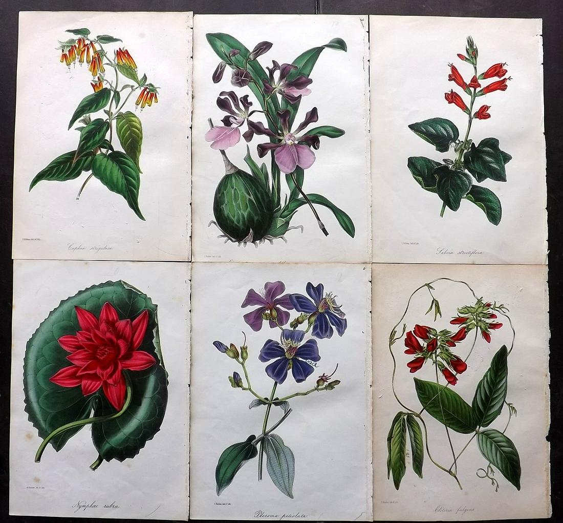 Paxton, Joseph C1840 Lot of 6 Hand Col Botanical Prints (1 of 2)