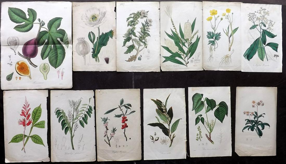 Stephenson, John 1836 Lot of 12 Hand Col Prints (1 of 2)