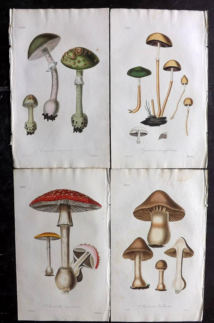 Stephenson, John 1836 Lot of 4 HCol Prints. Mushrooms (1 of 2)