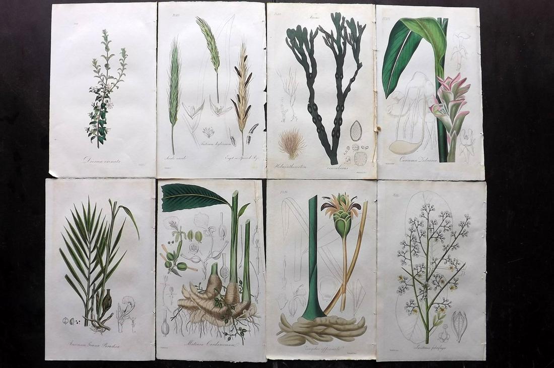 Stephenson, John 1836 Lot of 8 HCol Botanical Prints (1 of 2)