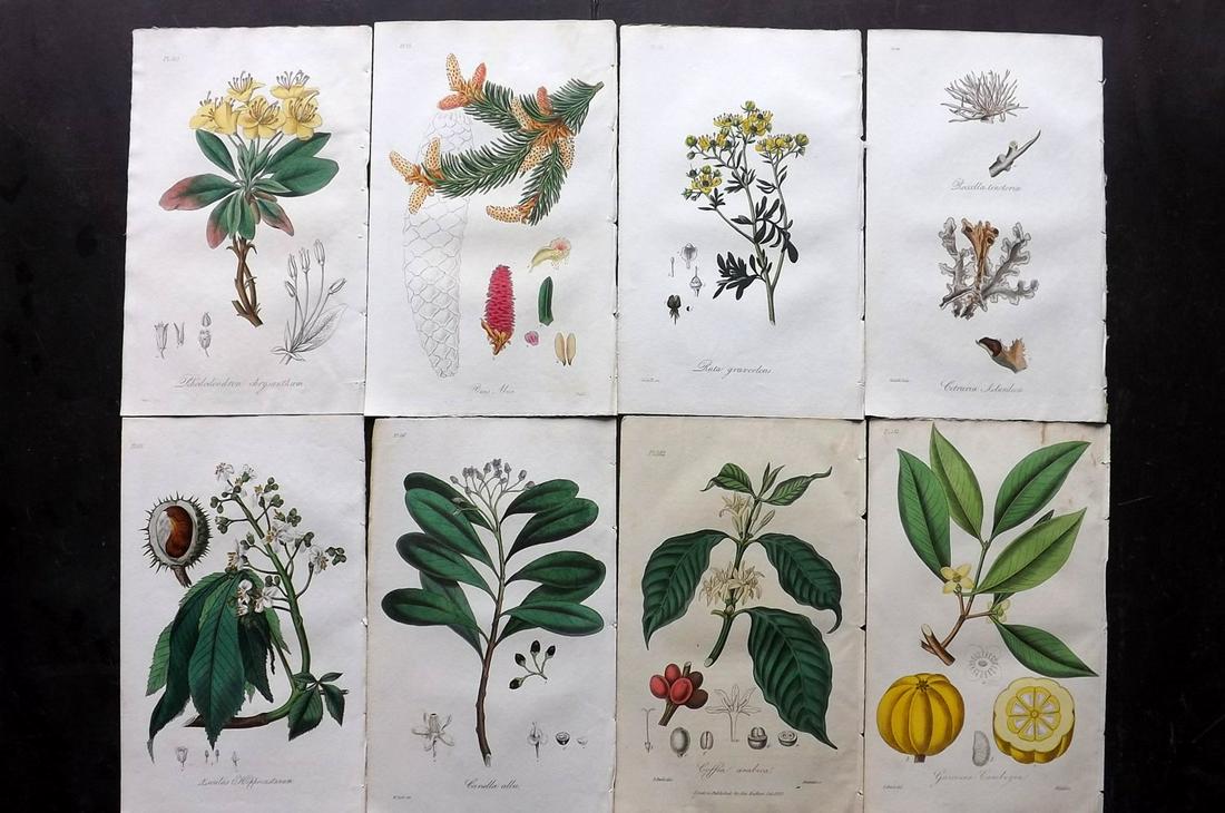 Stephenson, John 1836 Lot of 8 HCol Botanical Prints (1 of 2)