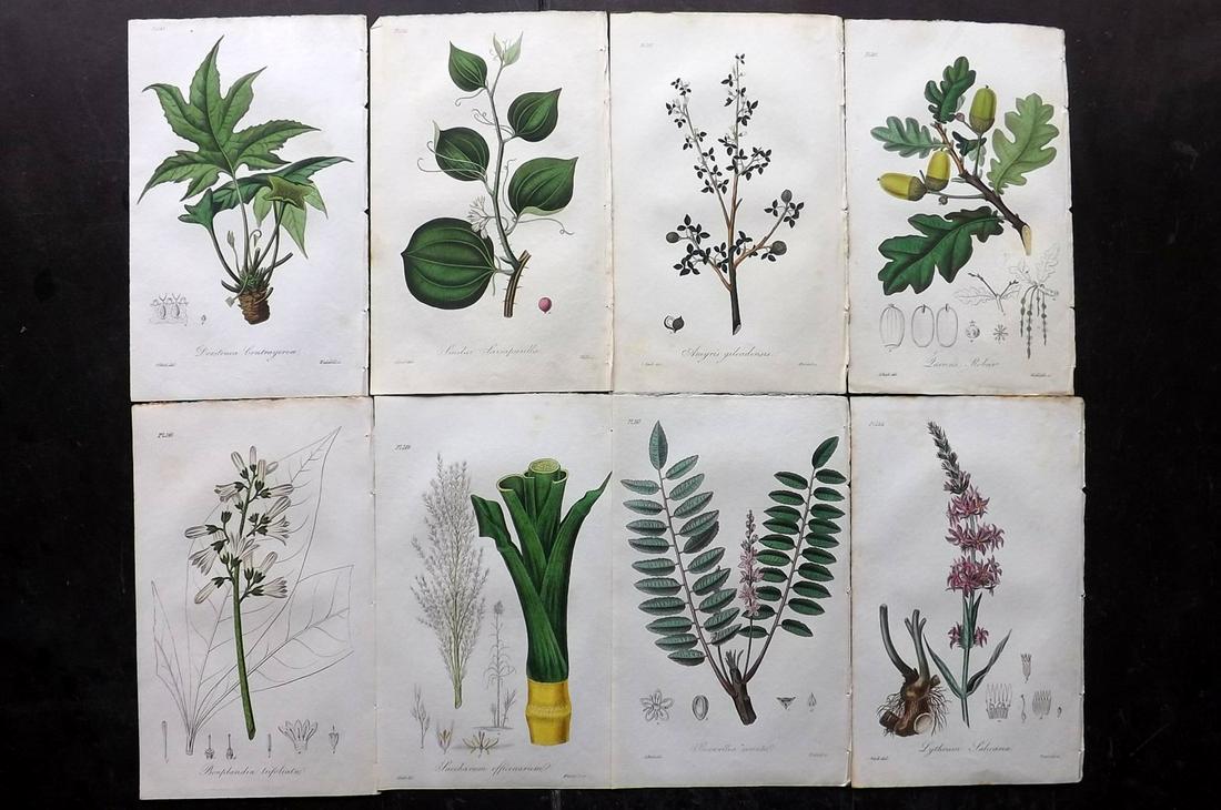 Stephenson, John 1836 Lot of 8 HCol Botanical Prints (1 of 2)