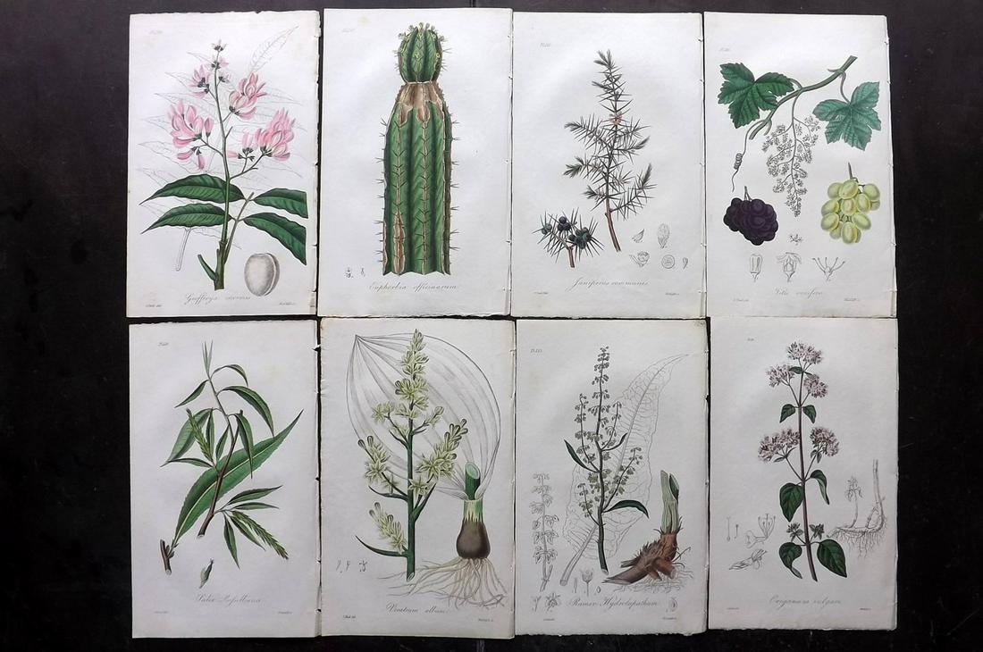 Stephenson, John 1836 Lot of 8 HCol Botanical Prints (1 of 2)