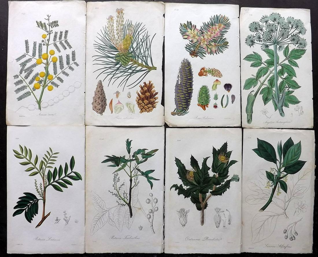 Stephenson, John 1836 Lot of 8 HCol Botanical Prints (1 of 2)