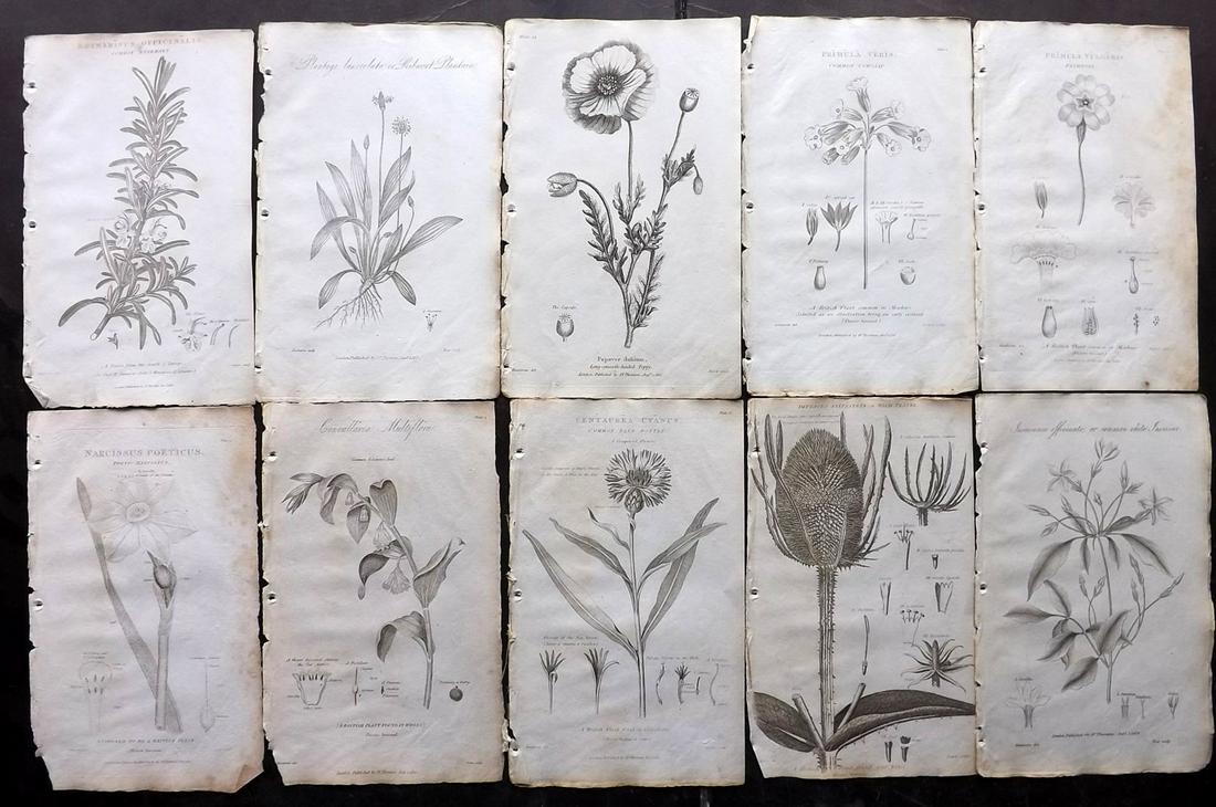 Thornton, Robert 1812 Lot of 10 Botanical Prints: Copper Plates Published 1812, London for "Elements of Botany" by Dr. Robert John Thonton. Paper Size: 9.5. x 6 inch (24 x 15cm) Minor toning