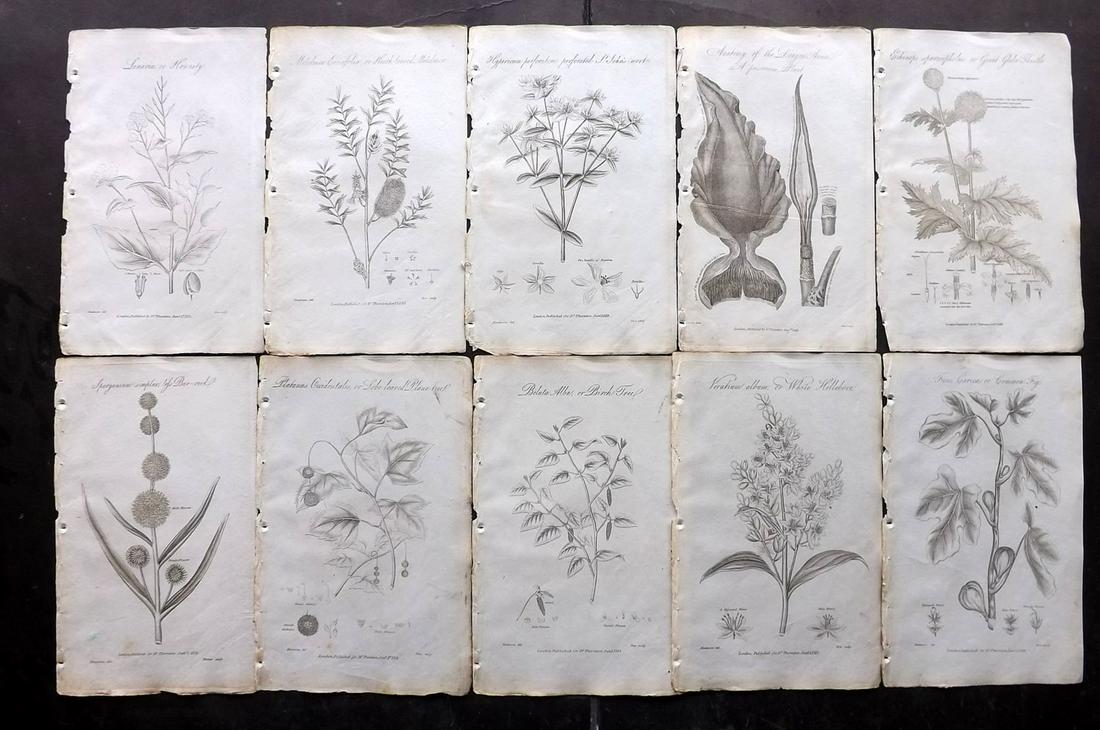 Thornton, Robert 1812 Lot of 10 Botanical Prints (1 of 2)