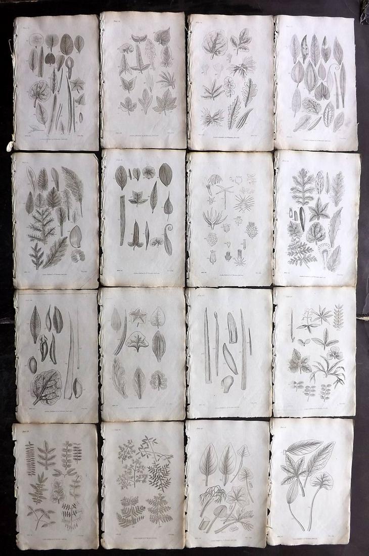 Thornton, Robert 1812 Lot of 16 Botanical Prints (1 of 2)