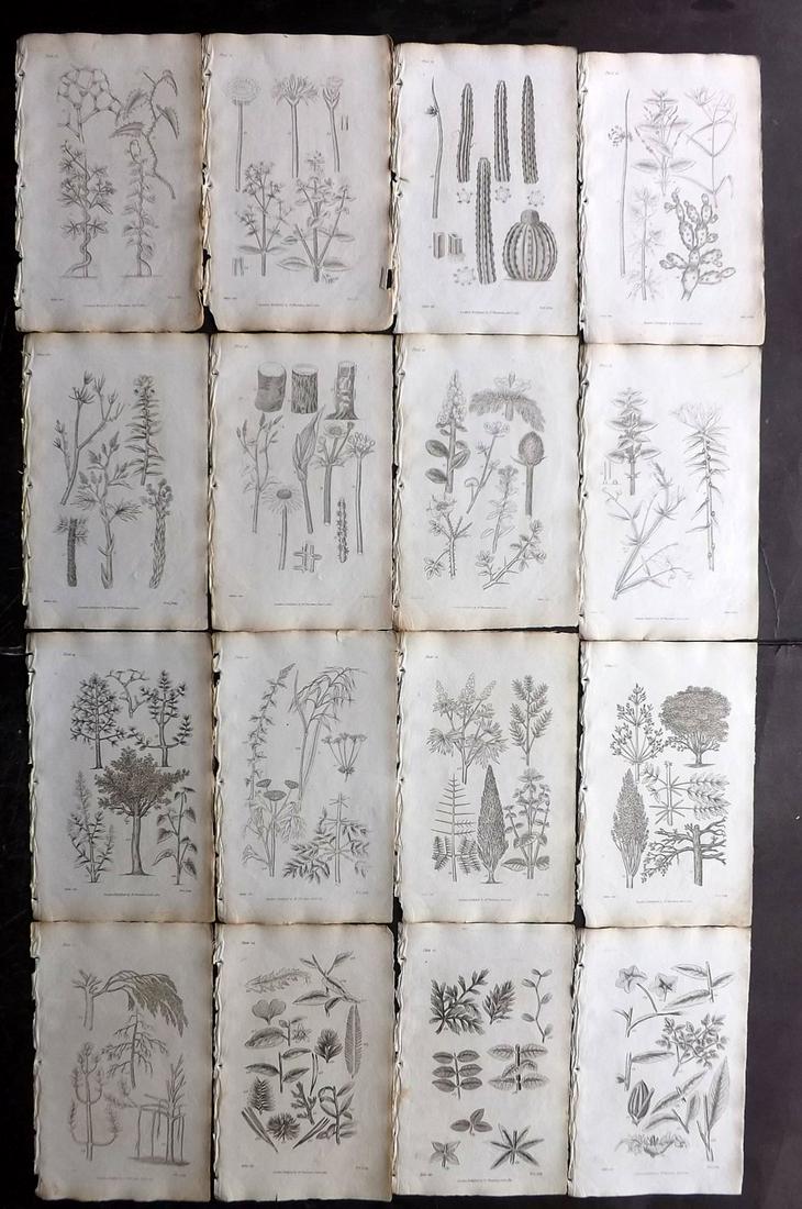 Thornton, Robert 1812 Lot of 16 Botanical Prints (1 of 2)