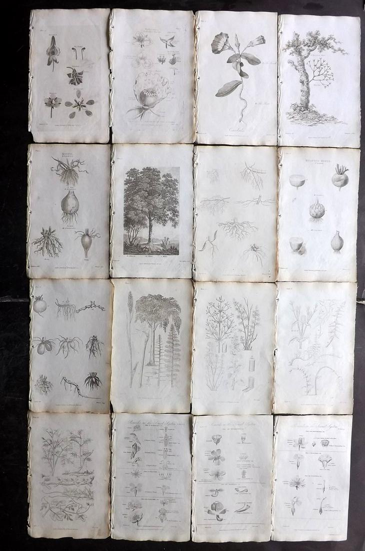 Thornton, Robert 1812 Lot of 16 Botanical Prints: Copper Plates Published 1812, London for "Elements of Botany" by Dr. Robert John Thonton. Paper Size: 9.5. x 6 inch (24 x 15cm) Minor toning