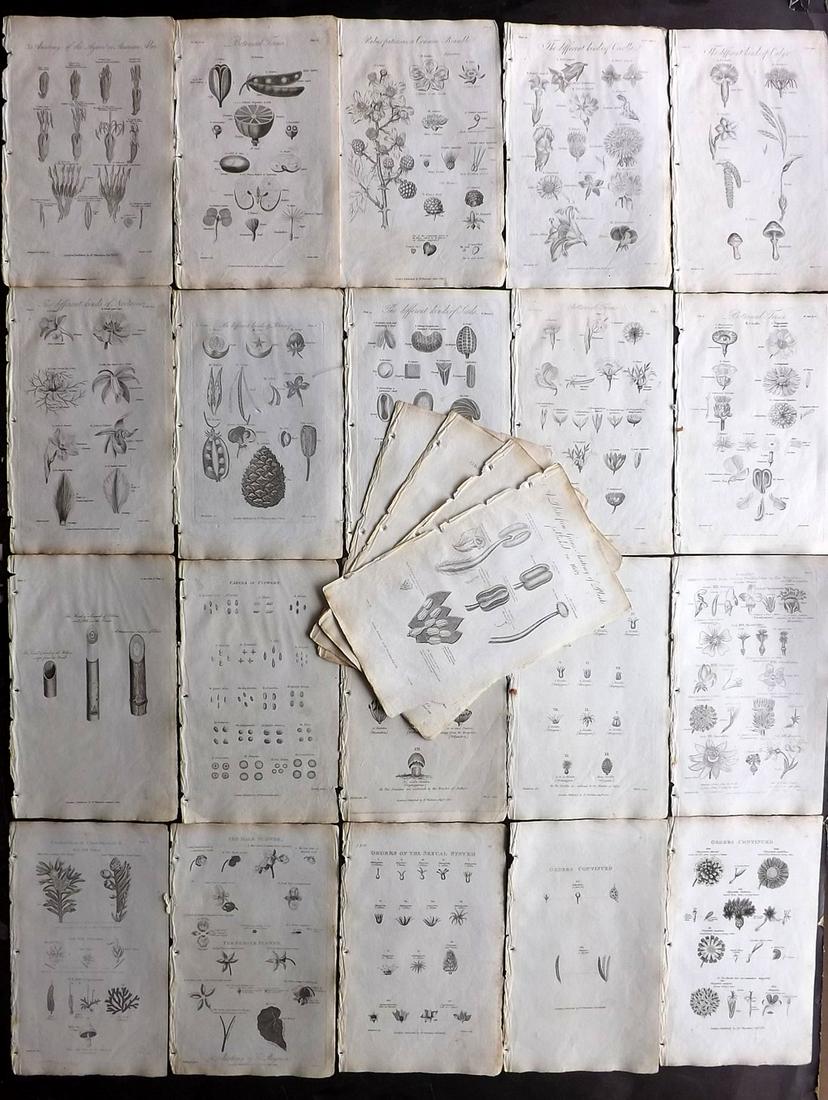 Thornton, Robert 1812 Lot of 24 Botanical Prints (1 of 2)