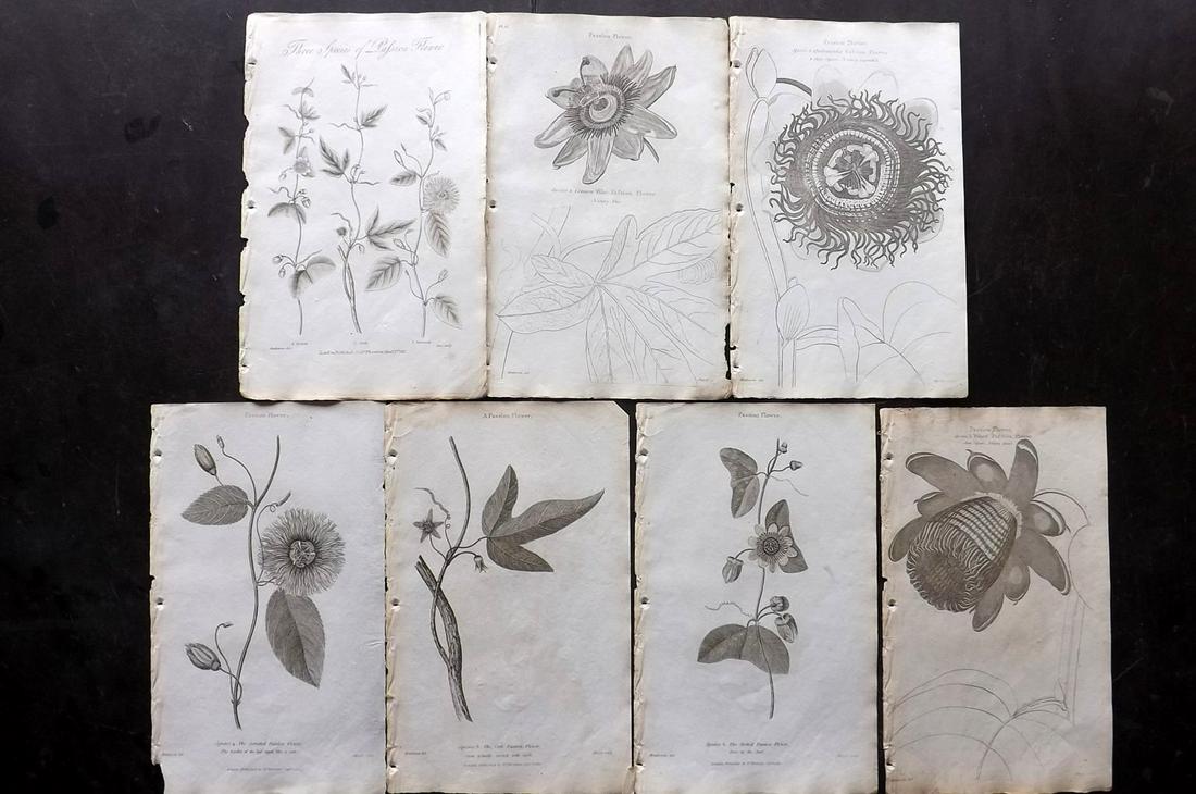 Thornton, Robert 1812 Lot of 7 Prints. Passion Flowers (1 of 2)