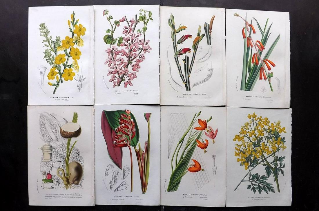 Van Houtte, Louis C1850 Lot of 8 Botanical Prints (1 of 2)