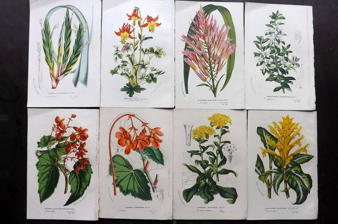 Van Houtte, Louis C1850 Lot of 8 Botanical Prints (1 of 2)