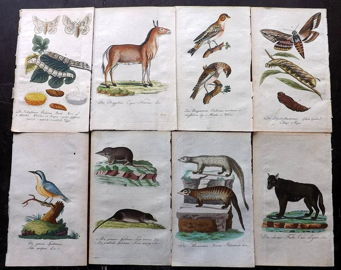 Bechstein, Johann 1793 Lot of 11 Natural History Prints: Hand Coloured Copper Plates Published 1793, Nuremberg for "Getreue Abbildungen Naturhistorischer Gegensteande in Hinsicht auf Bechsteins kurzgefasste gemeinneutzige Naturgeschichte" Paper Size: 8 x 5 