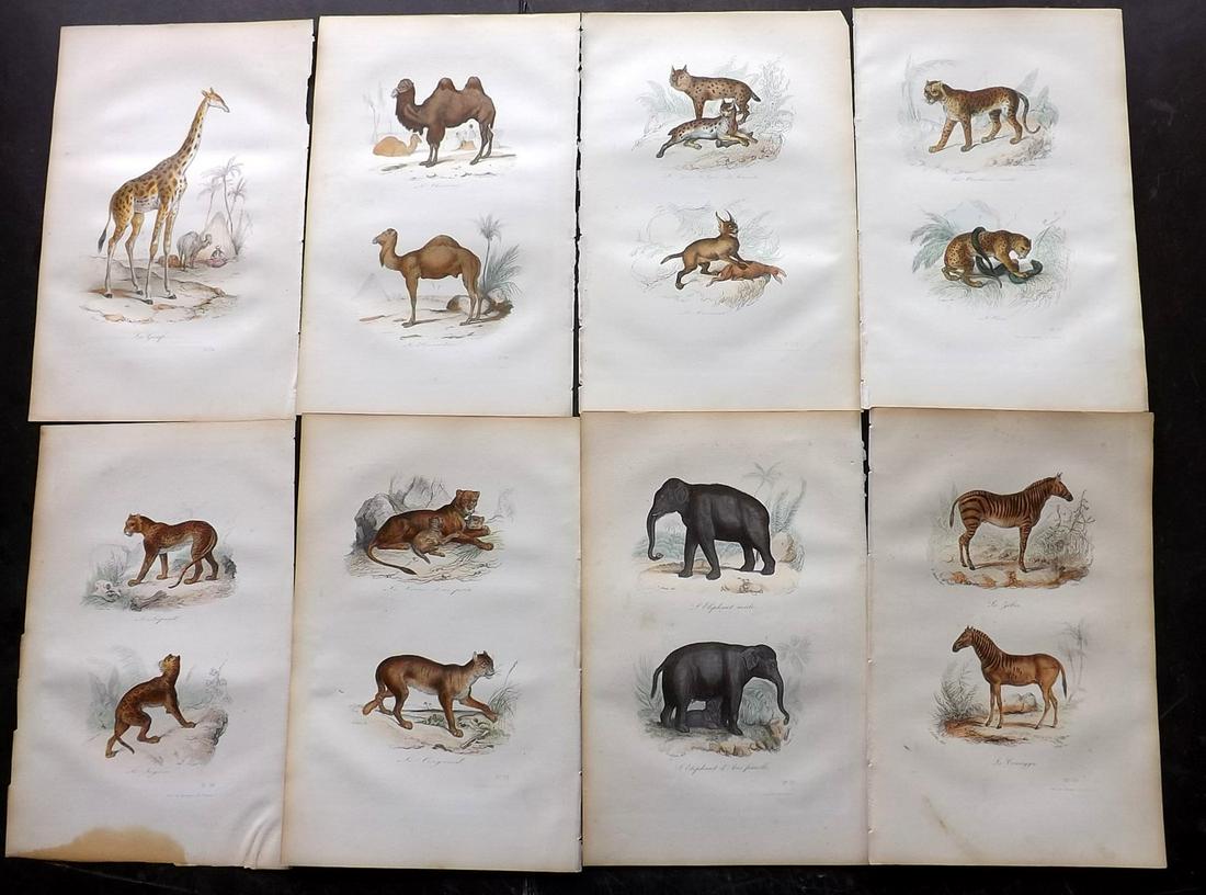 Buffon & Cuvier C1850 Lot 9 HC Prints. African Animals (1 of 2)