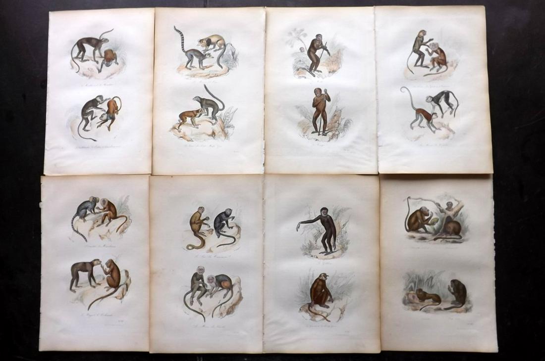 Buffon & Cuvier C1850 Lot of 11 HCol Prints. Monkeys (1 of 2)
