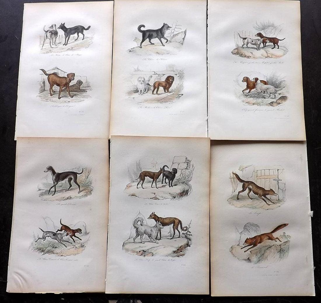 Buffon & Cuvier C1850 Lot of 6 HCol Prints. Dog etc (1 of 2)