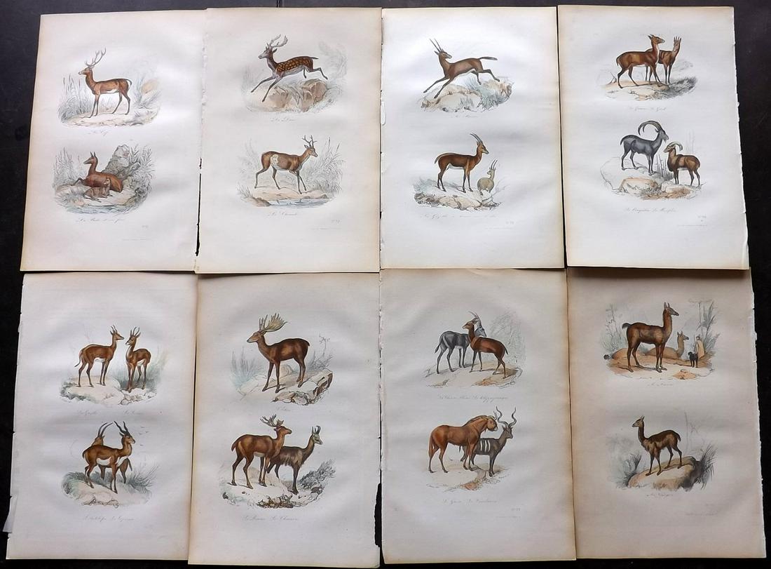 Buffon & Cuvier C1850 Lot of 8 HCol Prints. Deer etc (1 of 2)