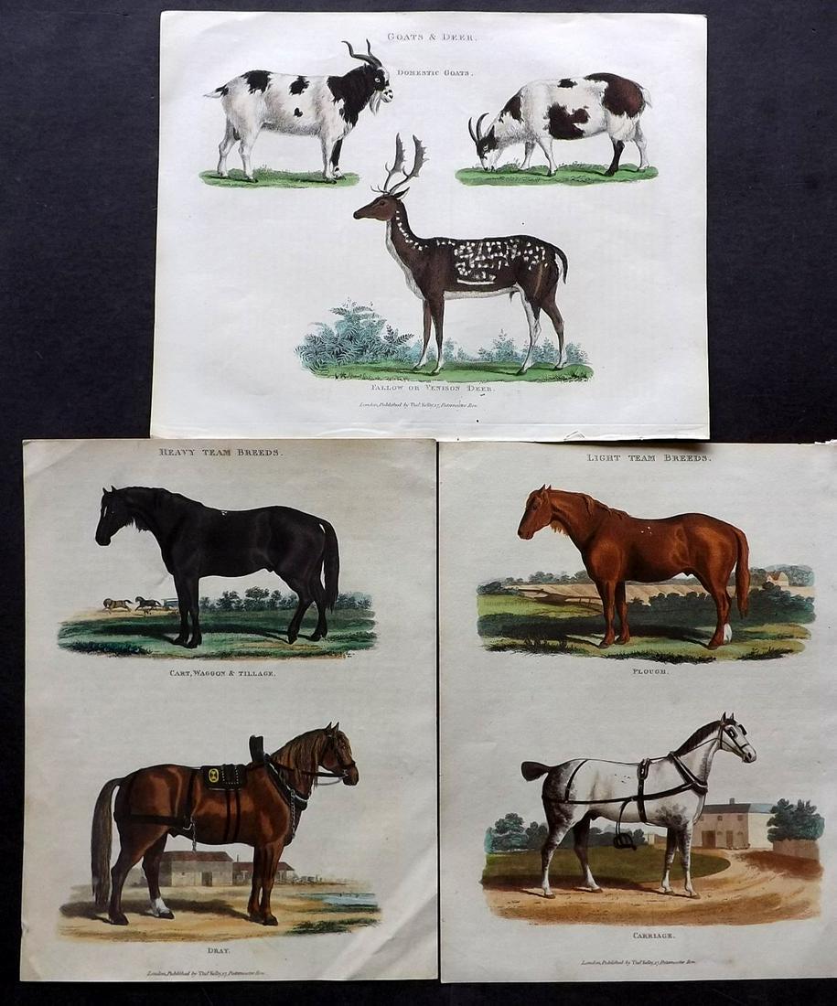 Buffon & Smellie C1821 Lot of 3 HCol Prints. Horses etc (1 of 2)